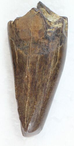 Tyrannosaur Premax Tooth (Aublysodon) - Montana #30468